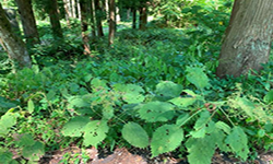 Japanese Plant Fibres